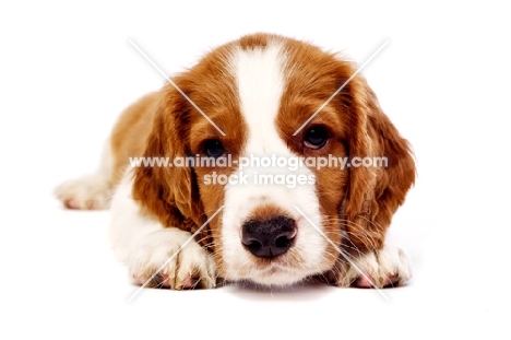 Welsh Springer Spaniel