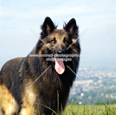 portrait of a tervueren 