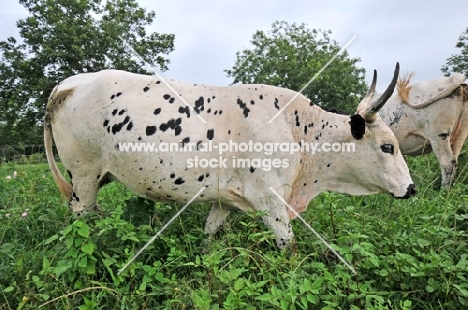 Nguni Cattle