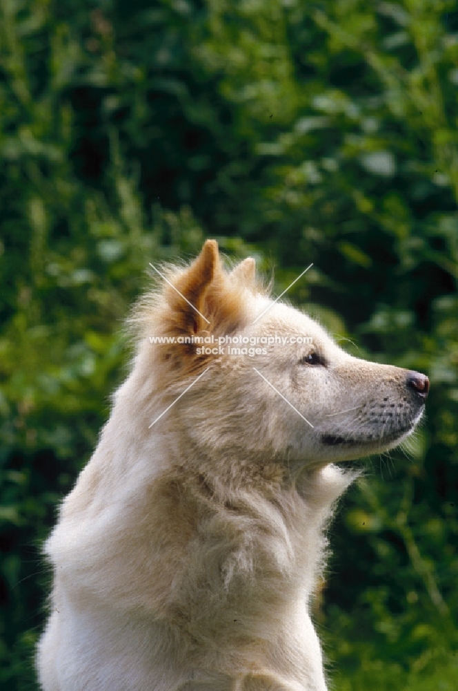 Anjing Kintamani aka Bali Mountain Dog, official Indonesian breed. Extremely rare