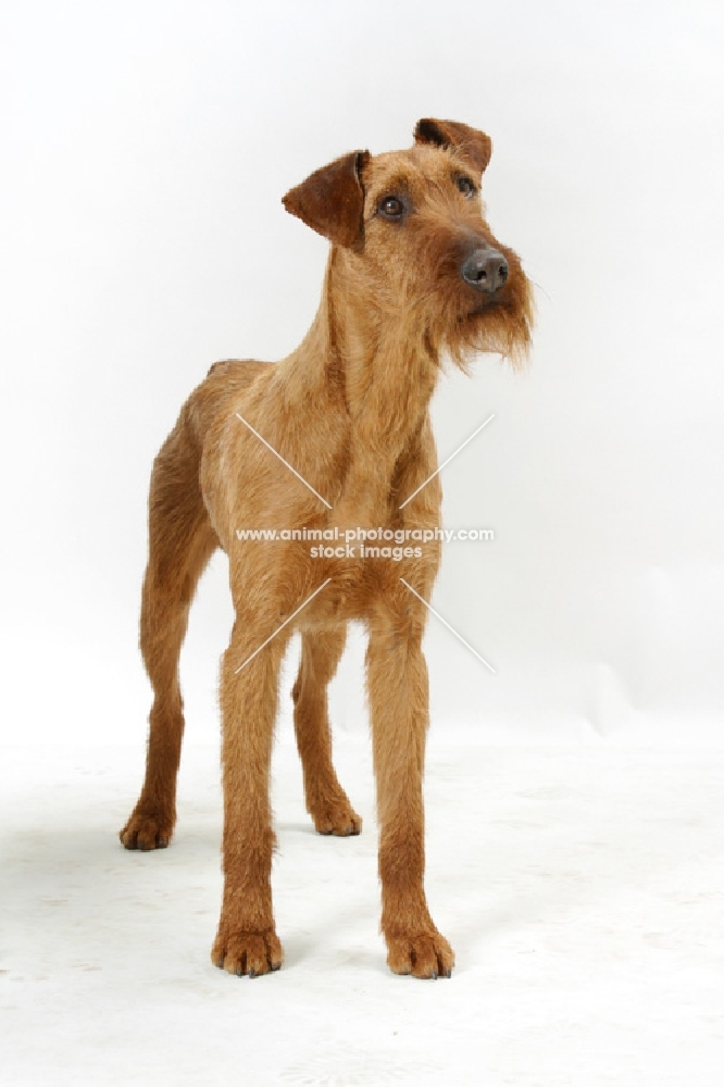 Irish Terrier on white background, looking up