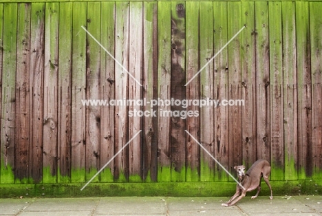 Italian Greyhound stretching in front of colourful fence
