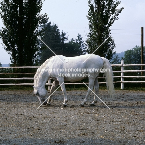 Favory Dubrovina, Lipizzaner stallion at piber smelling ground
