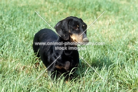 smooth dachshund, front view 