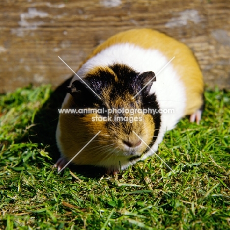 tortoiseshell and white short-haired pet guinea pig in pen on grass
