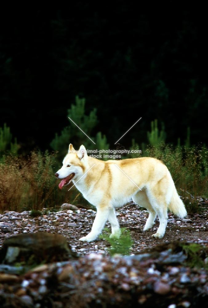 ch forstal's noushka, siberian husky walking on track with plants