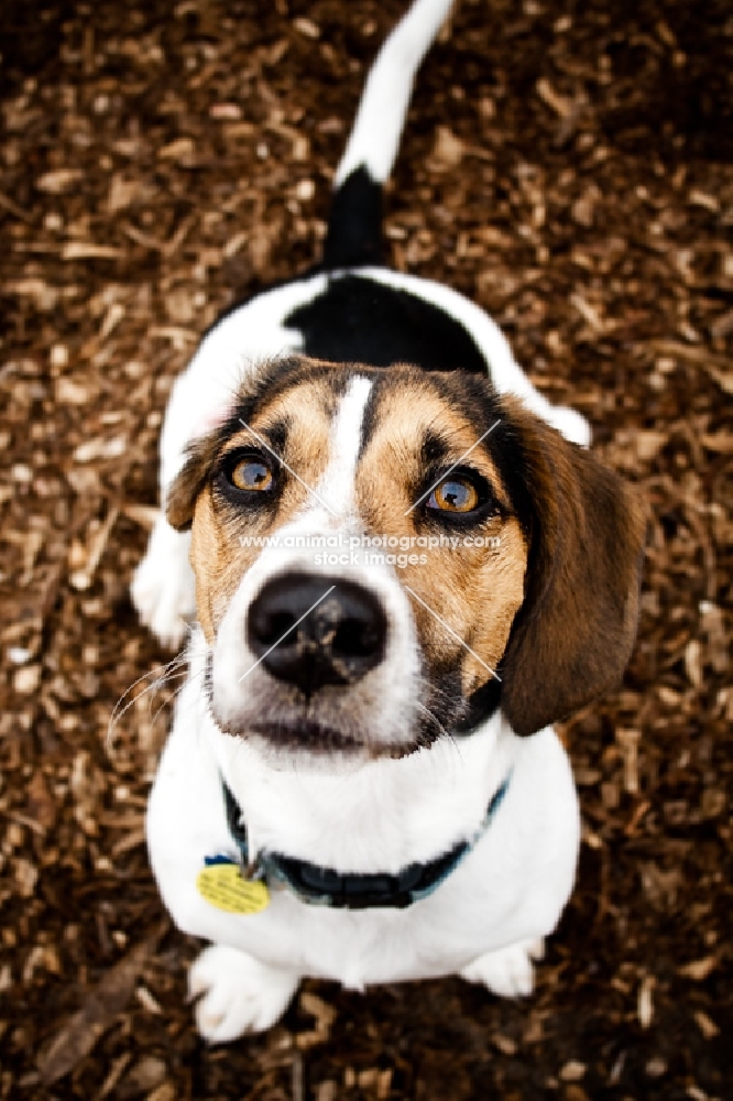 Beagle/Basset Hound cross sitting on mulch