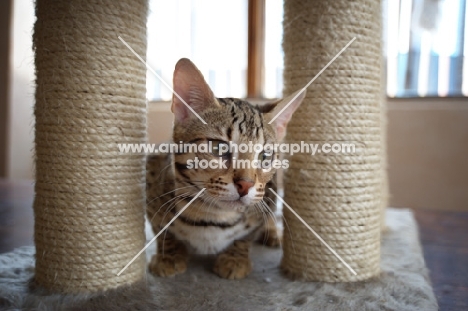 benal cat on scratch post