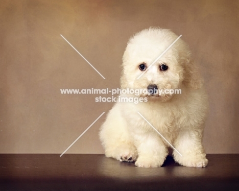 fluffy Bichon Frise, brown background