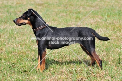 German Hunt Terrier (aka deutscher jagd terrier), side view