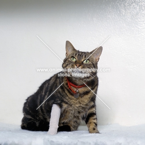tabby cat with bandaged leg at the vet's