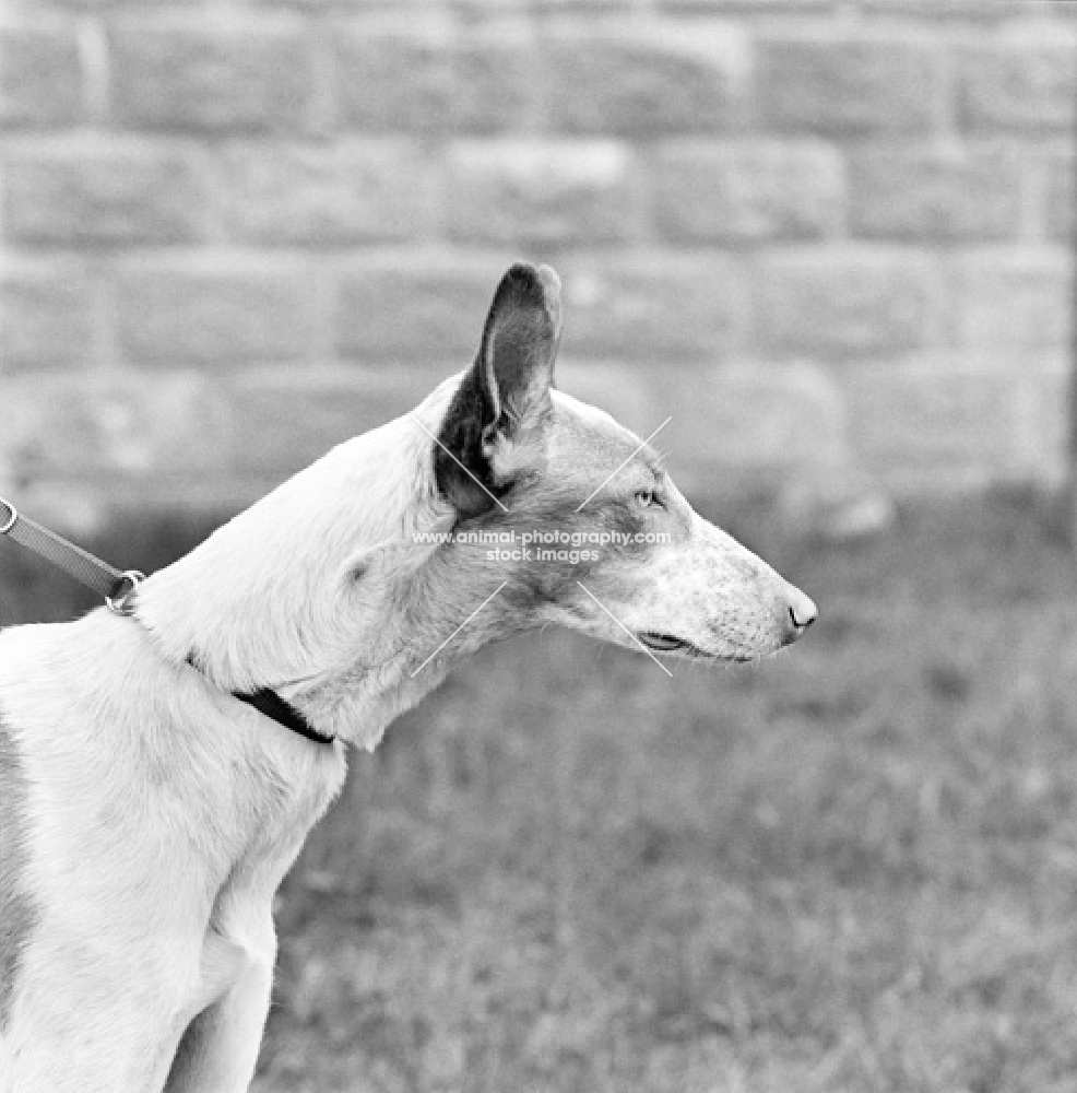 ibizan hound