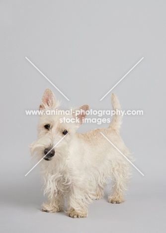 wheaten Scottish Terrier in studio on grey background.