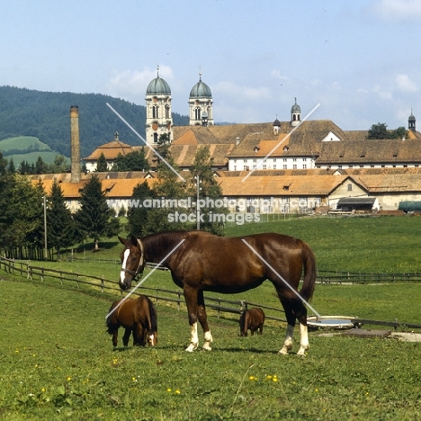 Eindiedlers in pasture at  Einsiedeln Monastery 