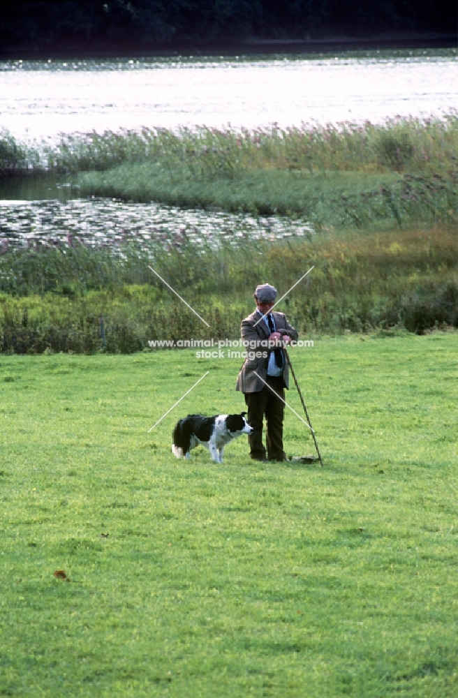 border collie and competitor on 'one man and his dog', tv show, lake district