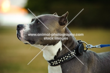 American Staffordshire Terrier with cropped ears