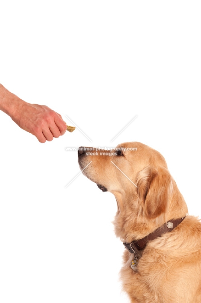 Golden Retriever waiting for a biscuit treat