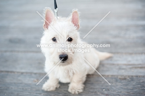 cute wheaten Scottish Terrier puppy sitting on boardwalk.