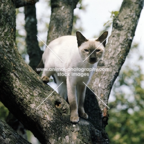 ch reoky shim-way, chocolate point siamese cat