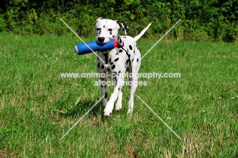 Dalmatian retrieving