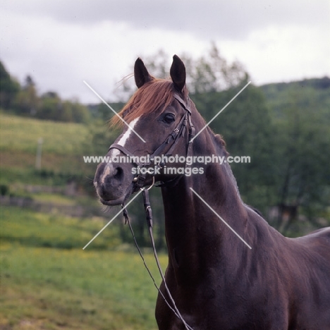 Perfekt, Marbach stallion,  trakhener x TB,  head and shoulders 