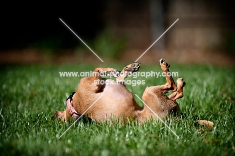 chihuahua mix upside down rolling in grass