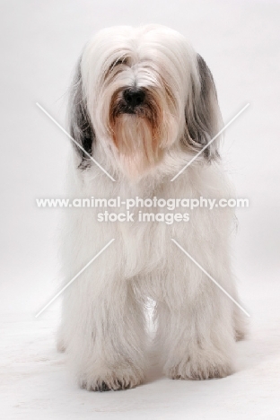 Tibetan Terrier, Australian Champion in studio