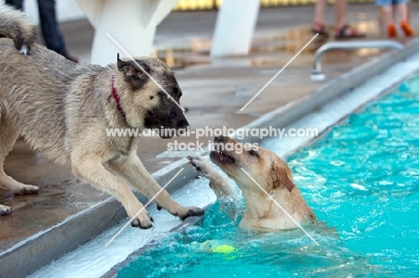 two dogs playing in swimming pool