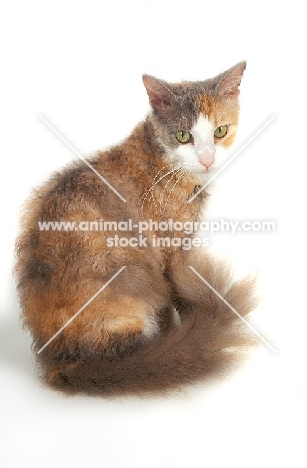 tortie and white LaPerm on white background
