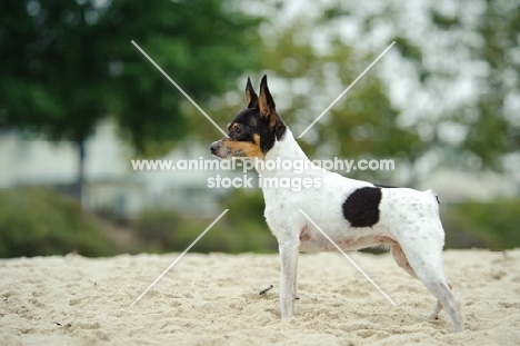 Toy Fox Terrier side view on sand