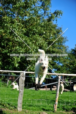 Labradoodle jumping over fence