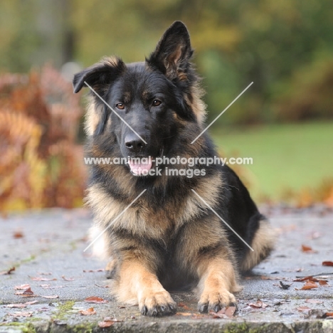 long coated german shepherd adolescent with one ear down, lying on a step