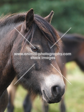 Exmoor Pony portrait, looking ahead