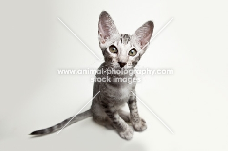 Peterbald kitten 12 weeks old