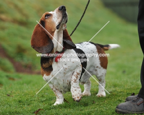 basset hound stood, paw up, looking up to his master