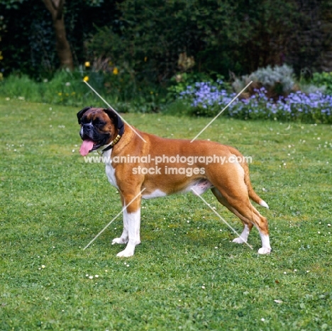 undocked boxer standing on grass