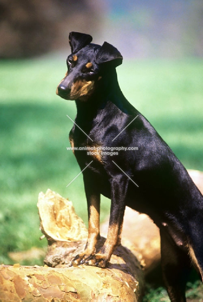 keyline gloriana, manchester terrier standing up on branch