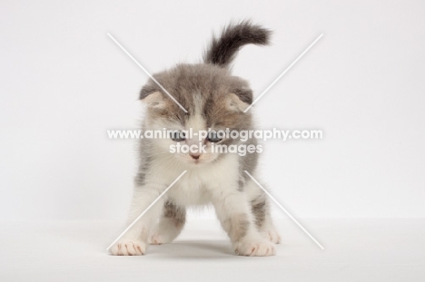 Blue Classic Tabby & White Scottish Fold kitten