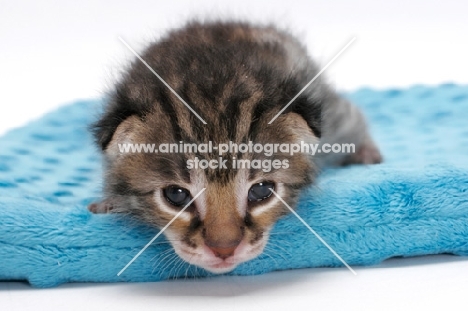 very cute 2 week old Asian Leopard kitten