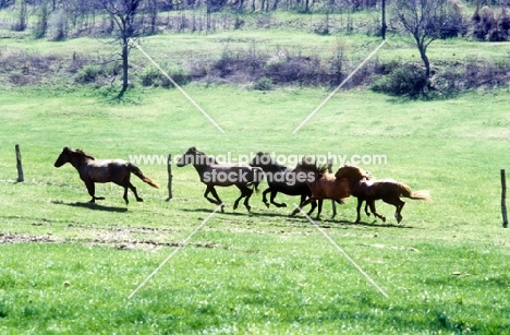 mustangs running in a field in usa