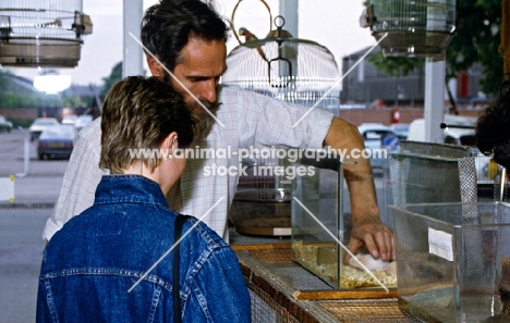 choosing a hamster in a pet shop