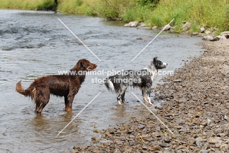 Australian Shepherds on river bank