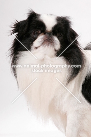 Japanese Chin, Australian Champion, portrait