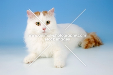 turkish van cat on blue background