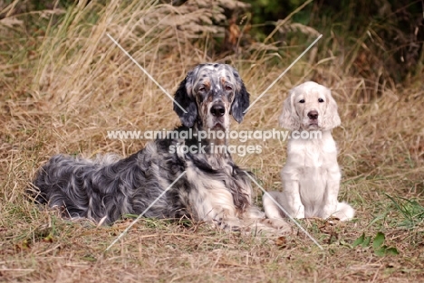 English Setter with puppy
