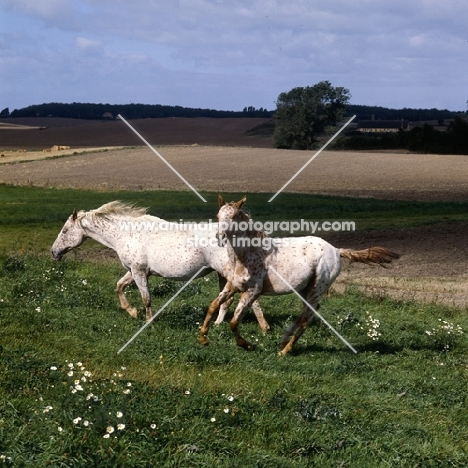 knabstrups mare and foal in denmark