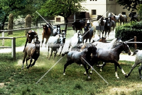 lipizzaner mares and foals leaving their stable at piber