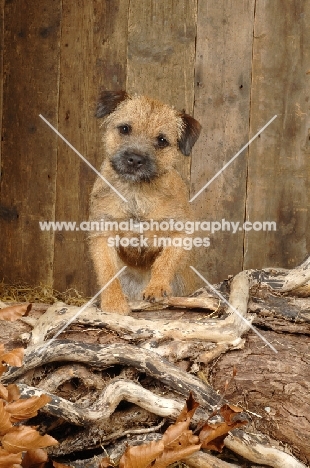 Border Terrier standing on wood