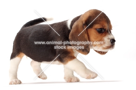Beagle puppy on white background, walking in studio