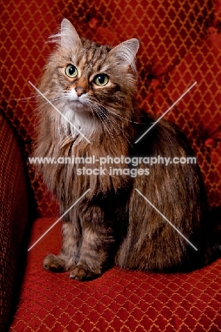 Household cat, sitting on chair